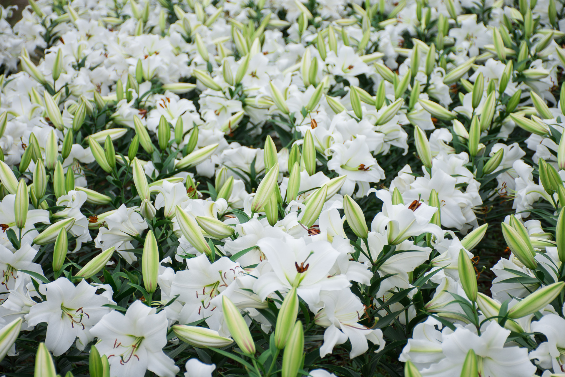 摄图网_501094394_banner_正在绽放的百合花（企业商用）.jpg