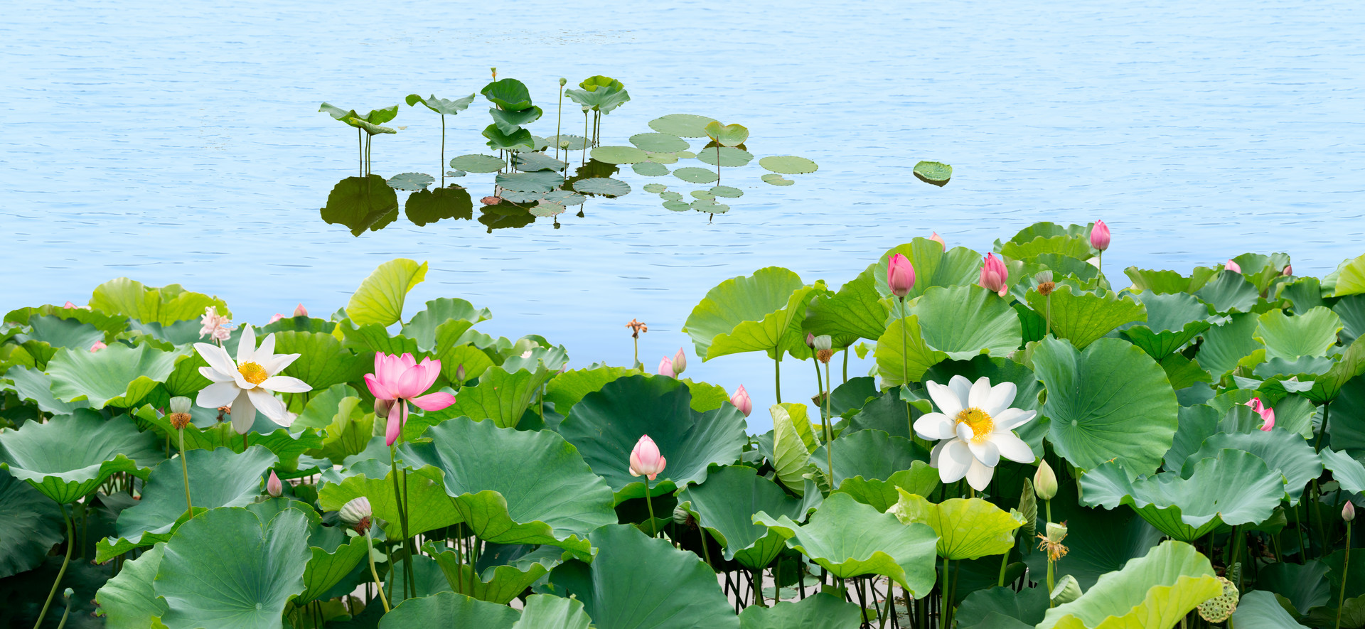 摄图网_500524140_banner_夏天的荷花（企业商用）.jpg